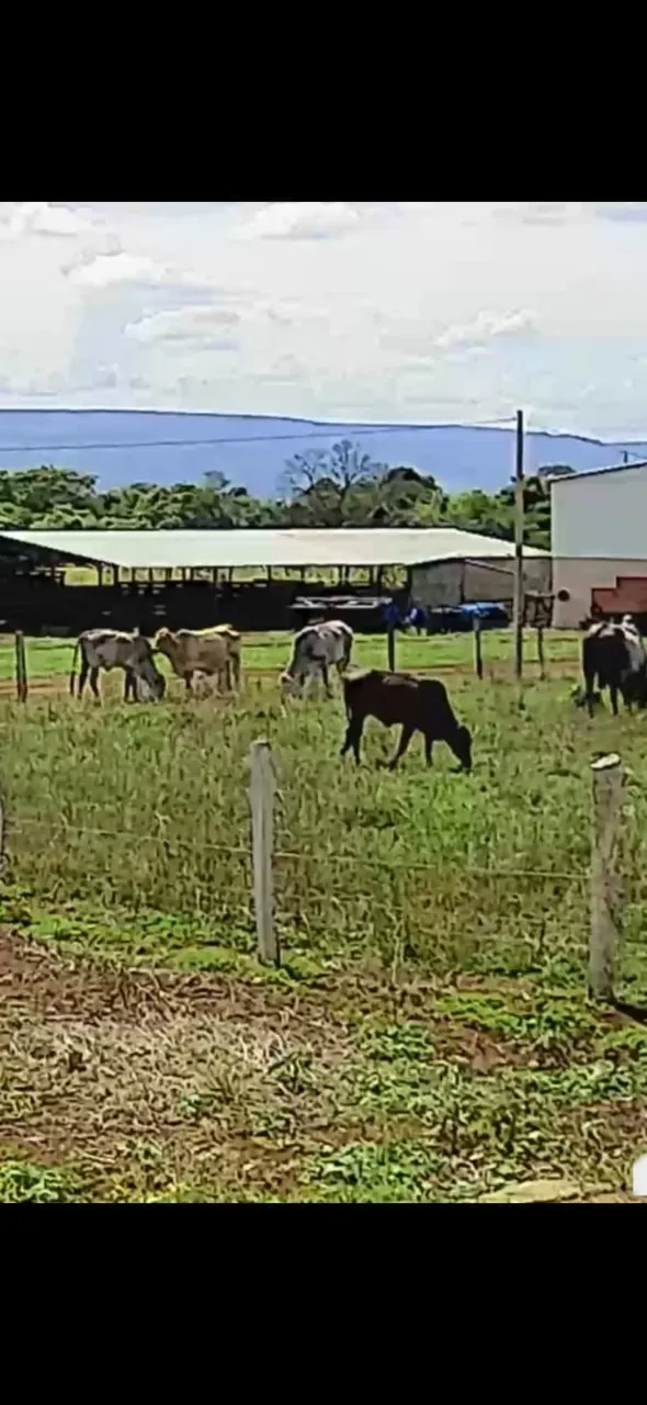 Fazenda à venda de 106 ha em Formosa, GO, Brasil
