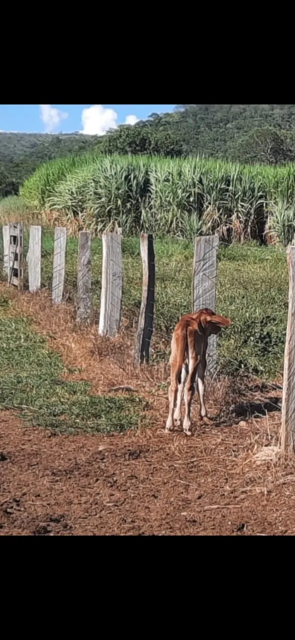 Fazenda à venda de 106 ha em Formosa, GO, Brasil