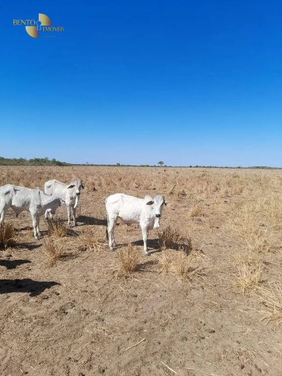 Fazenda à venda de 11.900 ha em Ribeirão Cascalheira, MT, Brasil