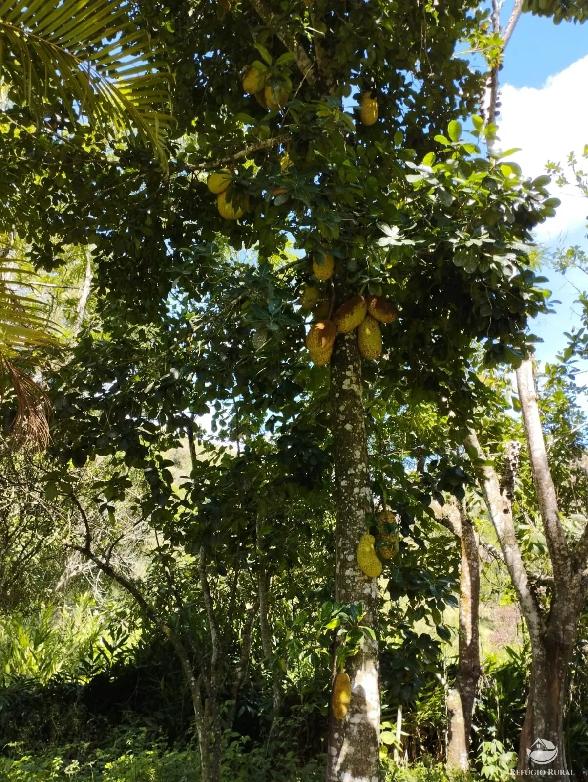 Farm for sale of 734 acres in Igaratá, SP, Brazil
