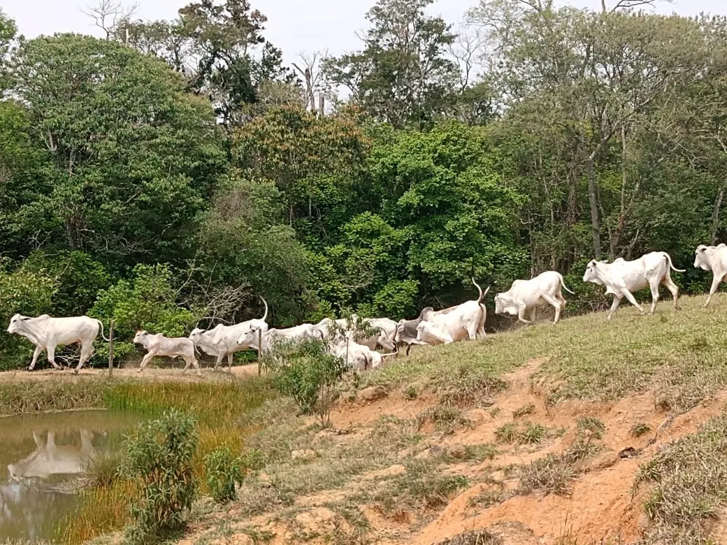 Small farm for sale of 42 acres in São Miguel Arcanjo, SP, Brazil
