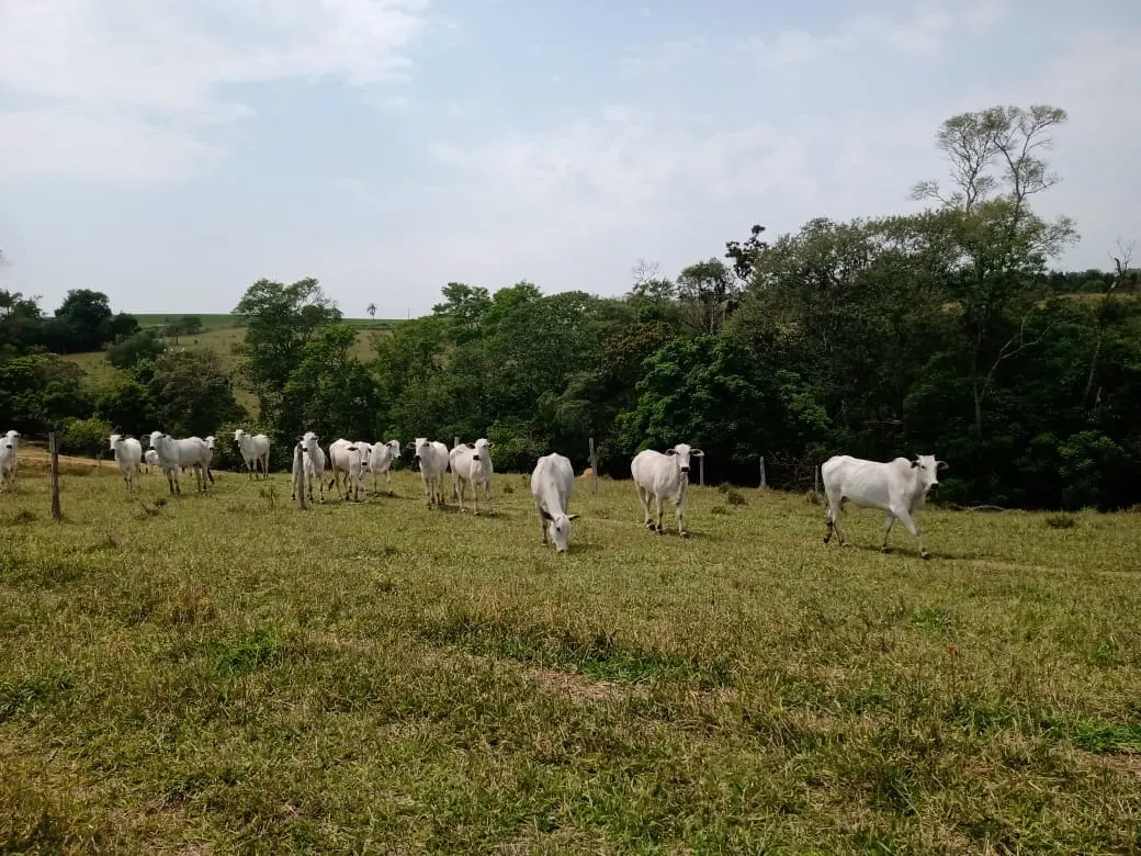 Small farm for sale of 42 acres in São Miguel Arcanjo, SP, Brazil