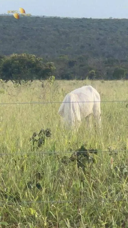 Fazenda à venda de 3.300 ha em Pintópolis, MG, Brasil