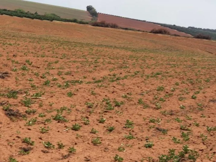 Fazenda à venda de 175 ha em Boa Esperança do Sul, SP, Brasil