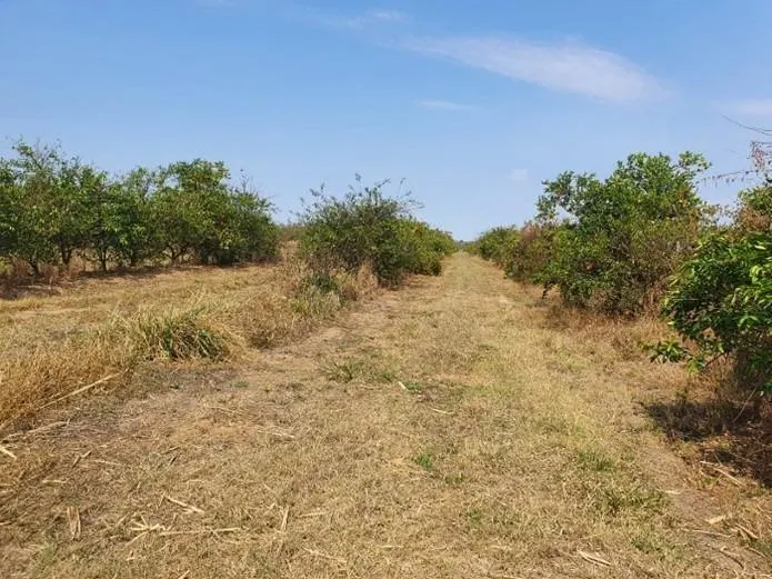 Fazenda à venda de 175 ha em Boa Esperança do Sul, SP, Brasil