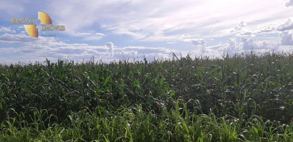 Fazenda à venda e para Arrendar de 1.295 ha em Bom Jesus do Araguaia, MT, Brasil