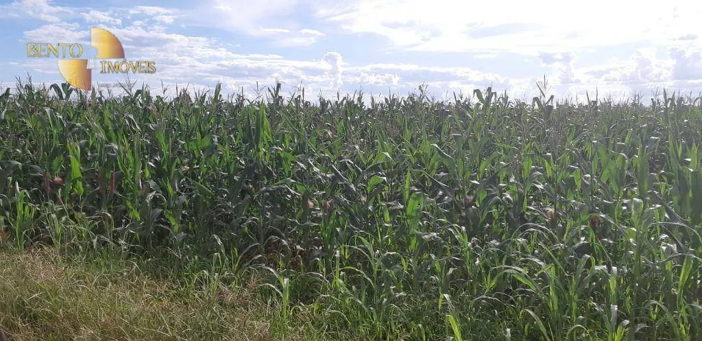 Fazenda à venda e para Arrendar de 1.295 ha em Bom Jesus do Araguaia, MT, Brasil