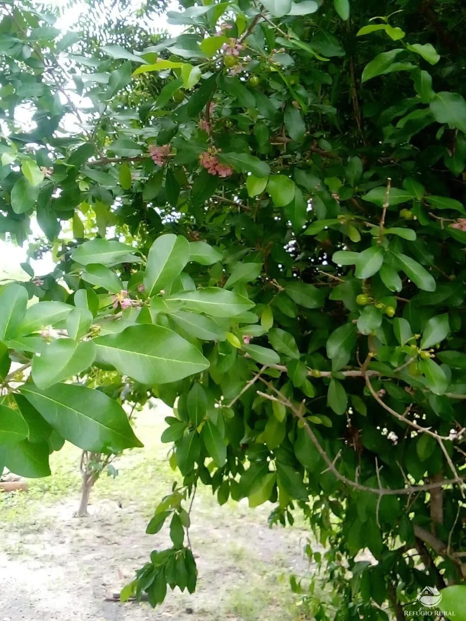 Fazenda à venda de 2.350 ha em Morpará, BA, Brasil