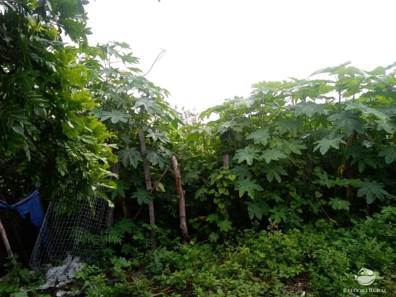 Fazenda à venda de 2.350 ha em Morpará, BA, Brasil