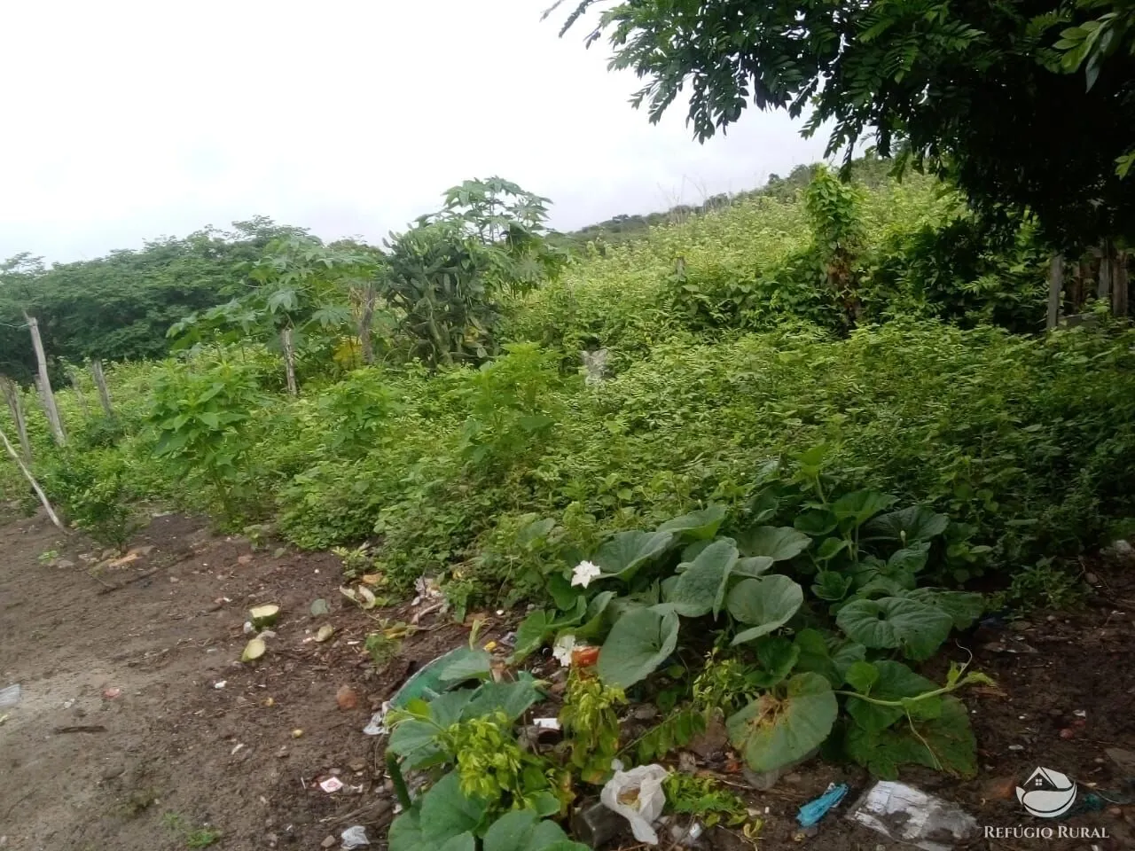 Fazenda à venda de 2.350 ha em Morpará, BA, Brasil