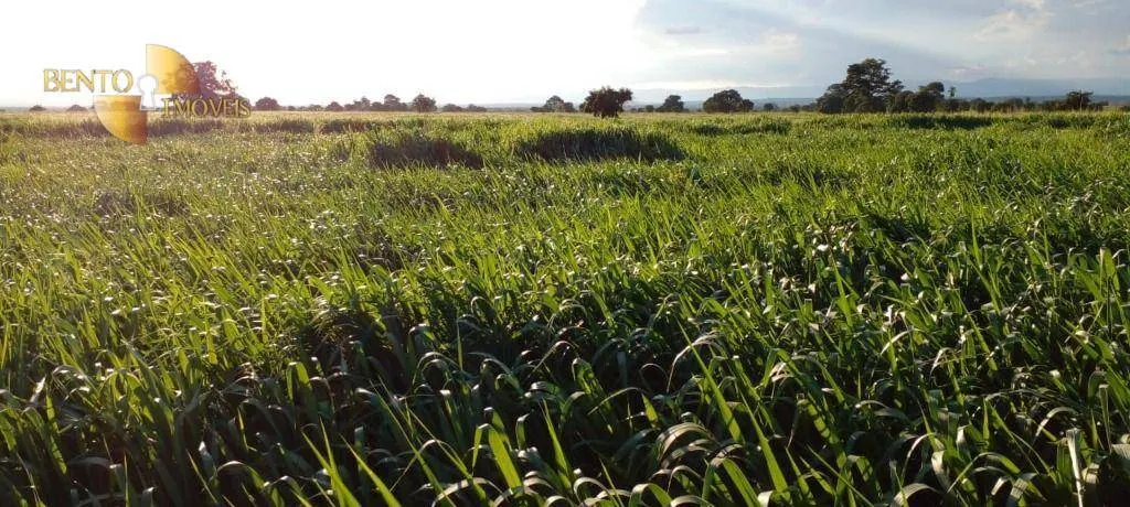 Fazenda à venda de 1.000 ha em Poconé, MT, Brasil