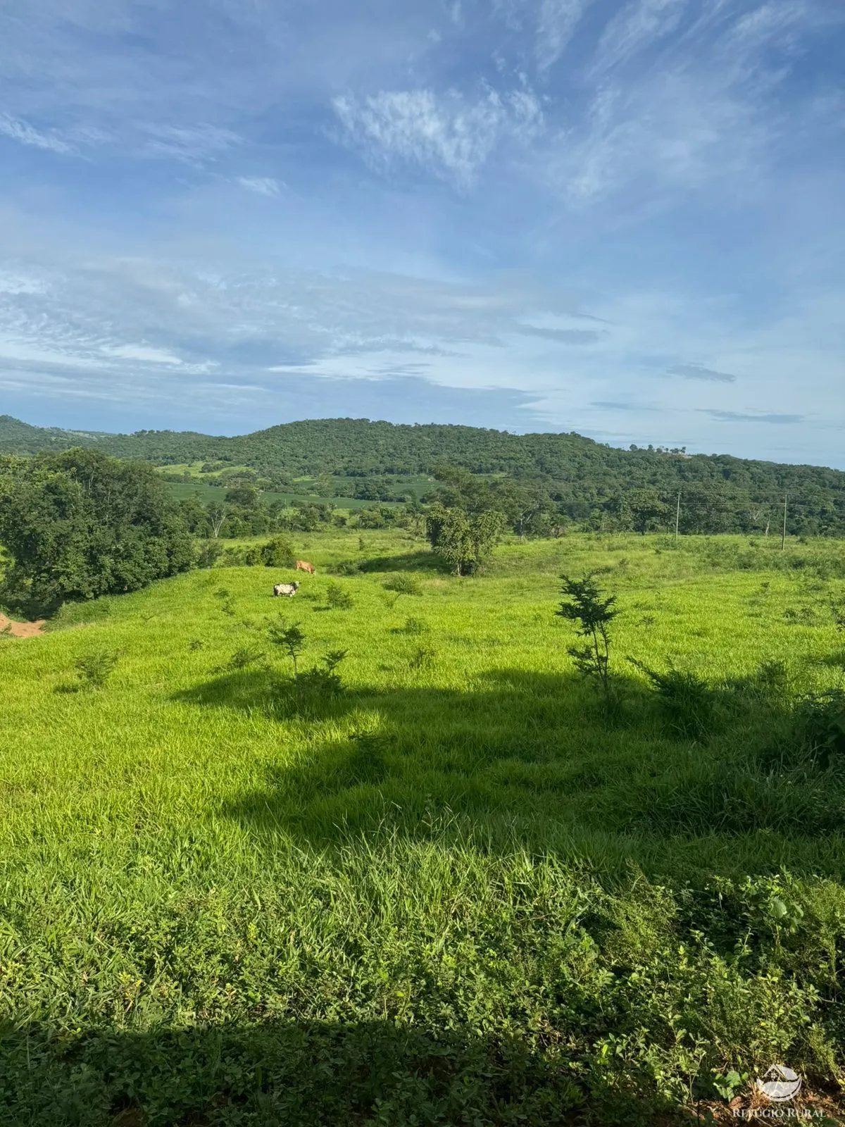 Fazenda à venda de 677 ha em São Luís de Montes Belos, GO, Brasil