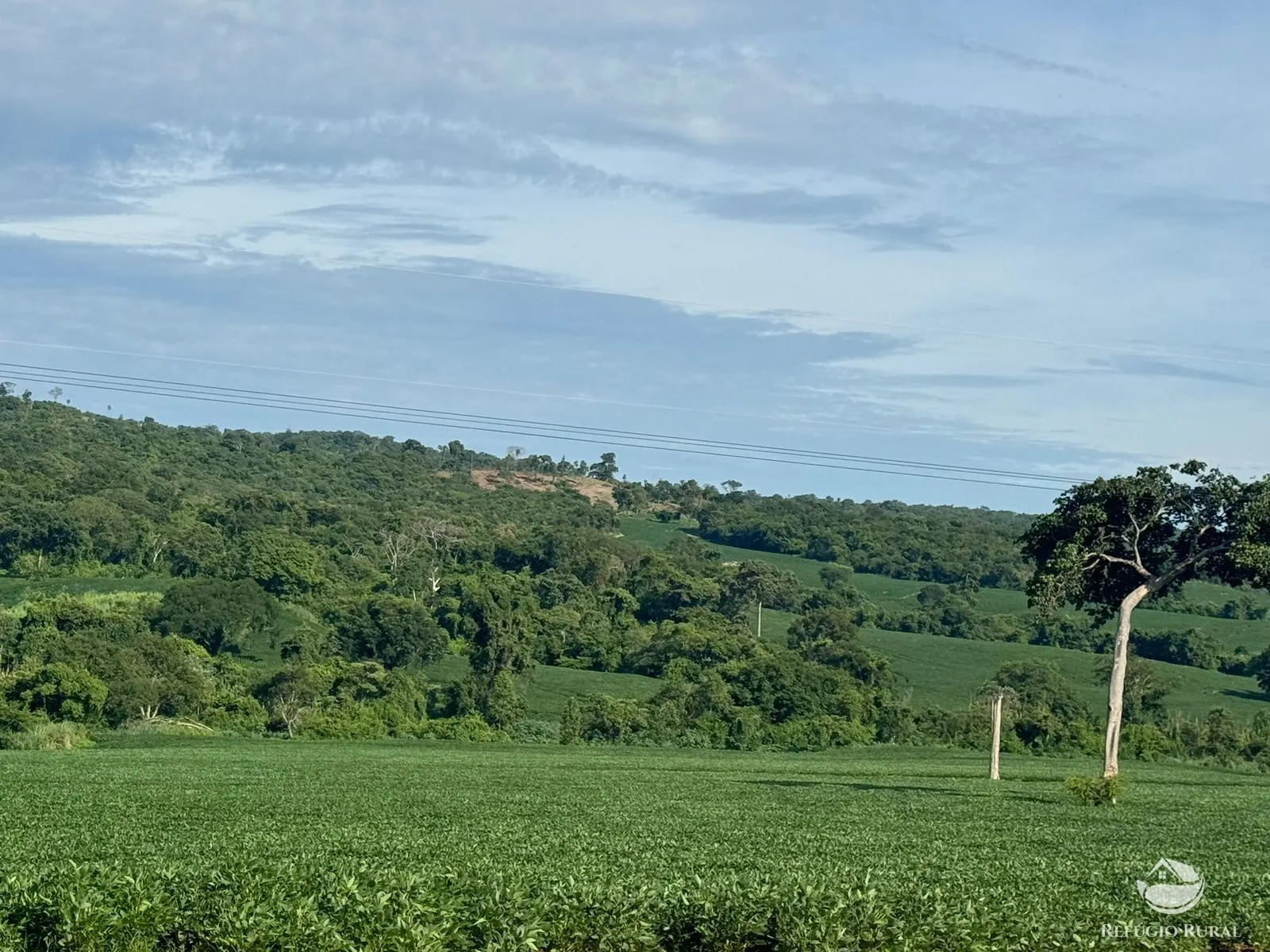 Fazenda à venda de 677 ha em São Luís de Montes Belos, GO, Brasil