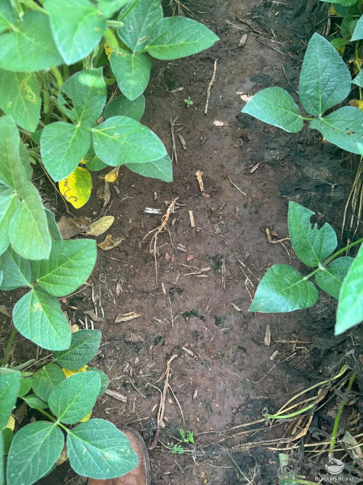 Fazenda à venda de 677 ha em São Luís de Montes Belos, GO, Brasil