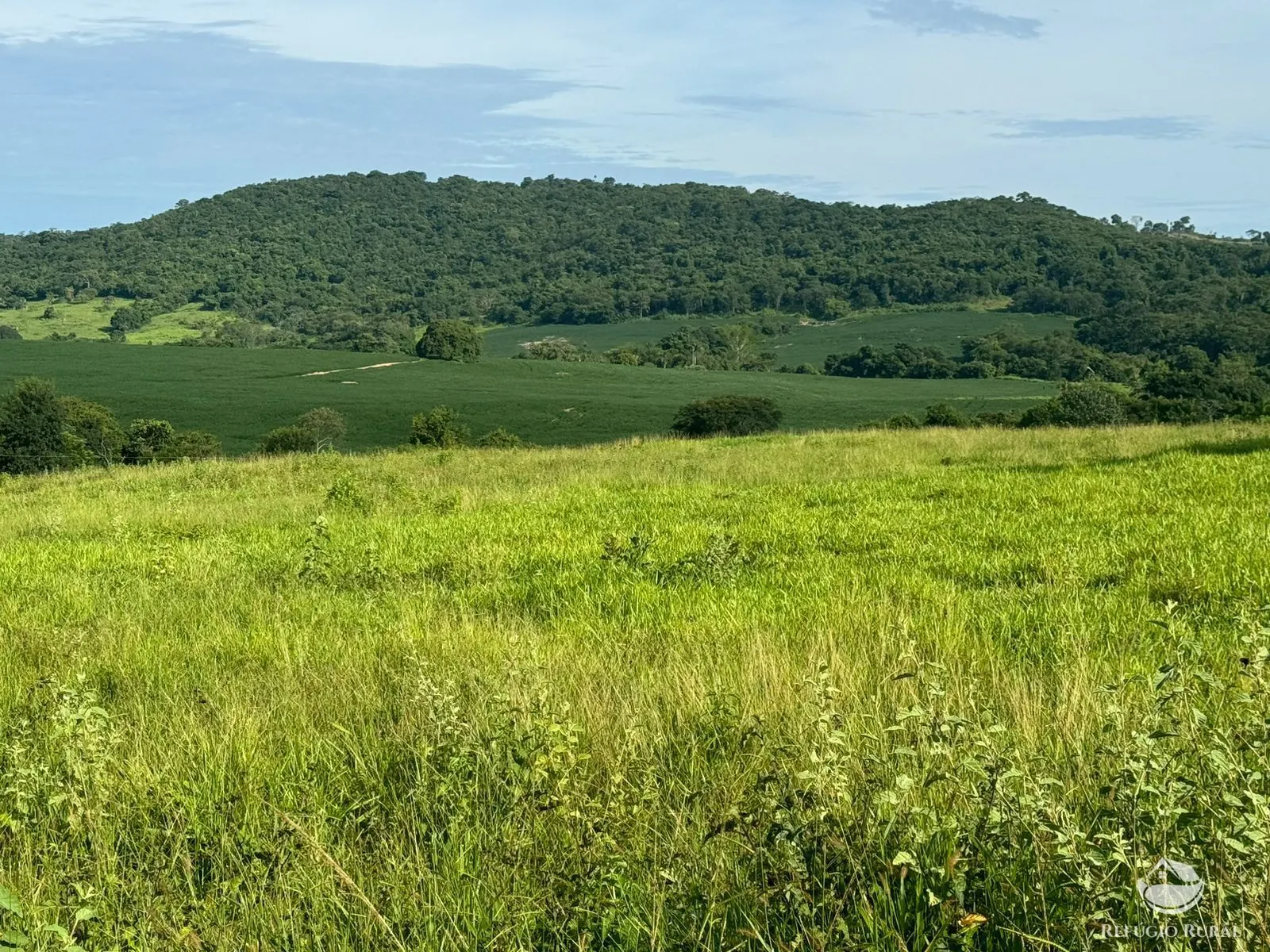 Fazenda à venda de 677 ha em São Luís de Montes Belos, GO, Brasil