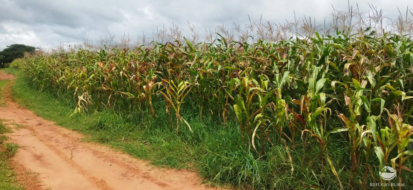 Sítio à venda de 4 ha em Frutal, MG, Brasil
