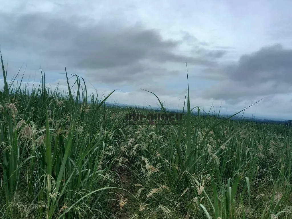 Fazenda à venda de 399 ha em Itapetininga, SP, Brasil