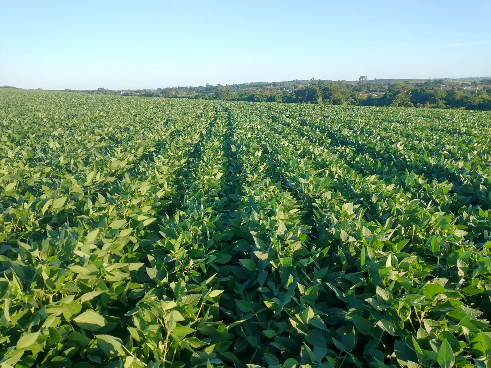 Fazenda à venda de 240 ha em Sorocaba, SP, Brasil
