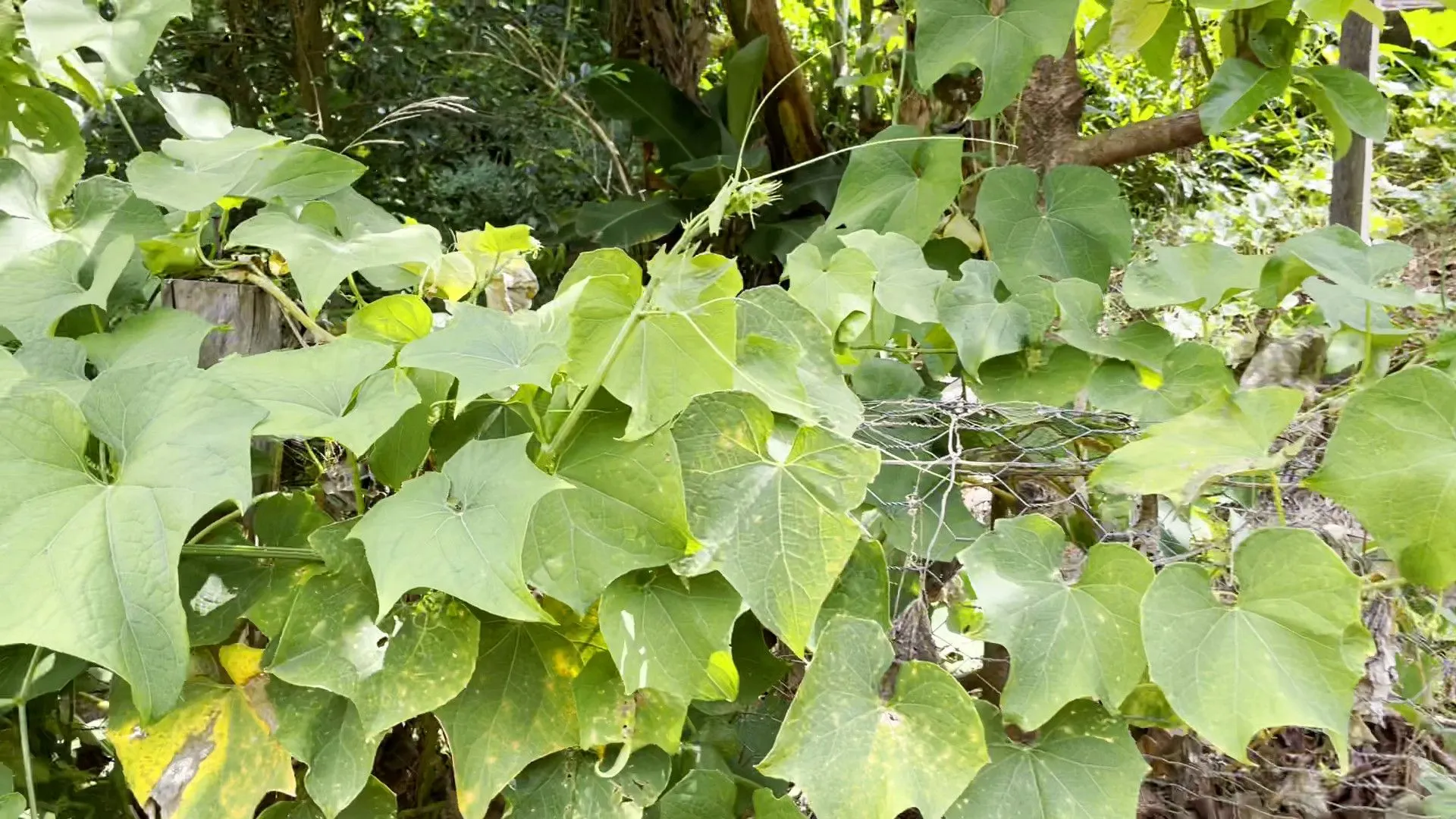 Chácara à venda de 1 ha em Taquara, RS, Brasil