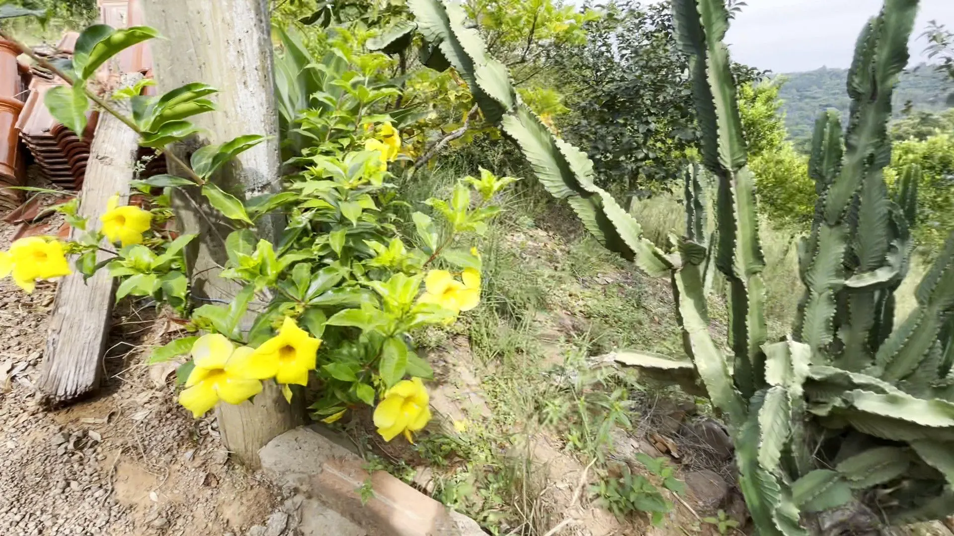 Chácara à venda de 1 ha em Taquara, RS, Brasil