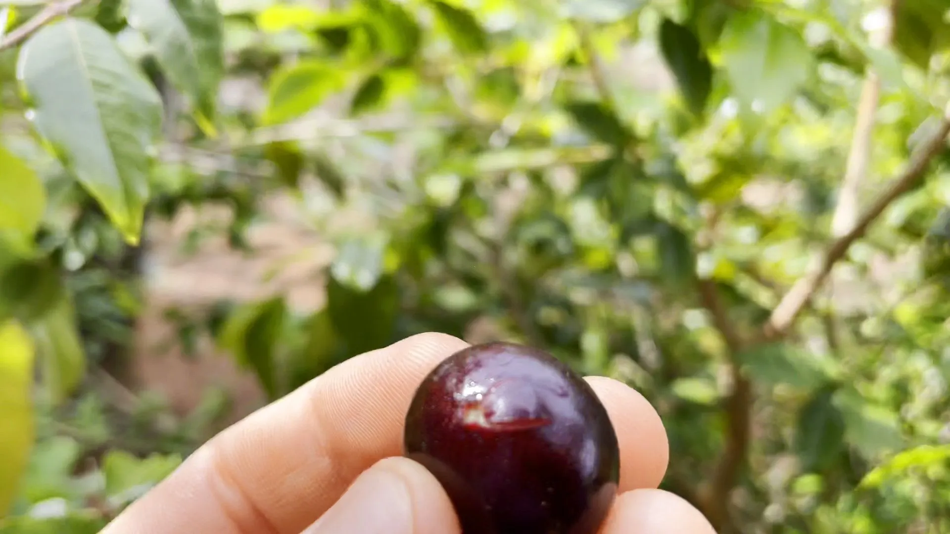 Chácara à venda de 1 ha em Taquara, RS, Brasil