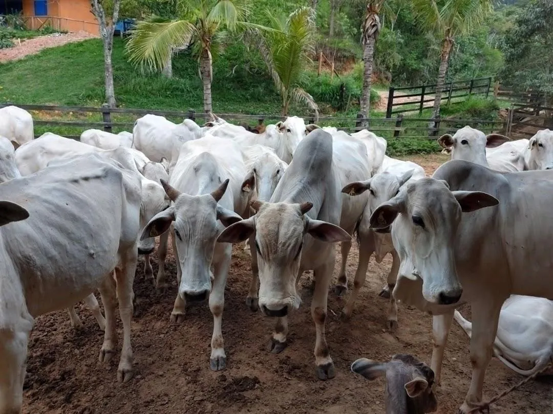 Fazenda à venda de 600 ha em Paraibuna, SP, Brasil