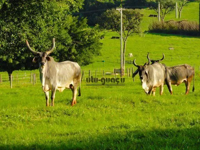 Fazenda à venda de 702 ha em Bauru, SP, Brasil