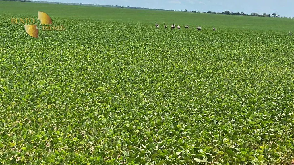 Fazenda à venda de 3.600 ha em Ipiranga do Norte, MT, Brasil
