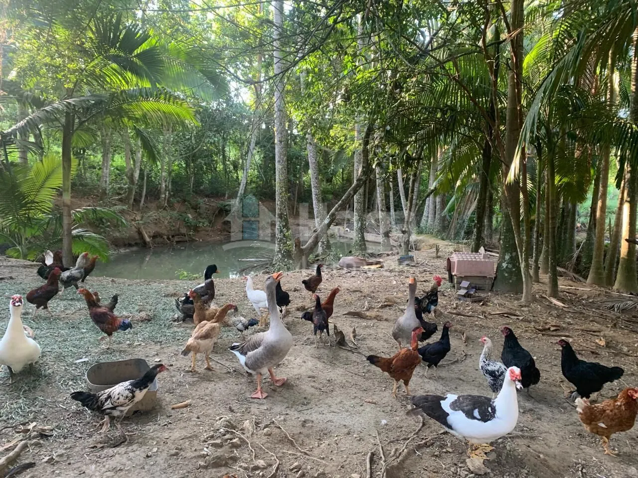 Fazenda à venda de 5.548 m² em Tijucas, SC, Brasil