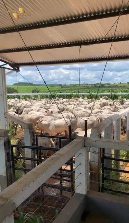 Fazenda à venda de 1.160 ha em Primavera do Leste, MT, Brasil