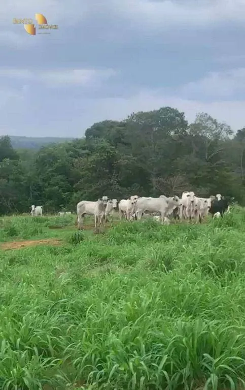 Fazenda à venda de 1.160 ha em Primavera do Leste, MT, Brasil