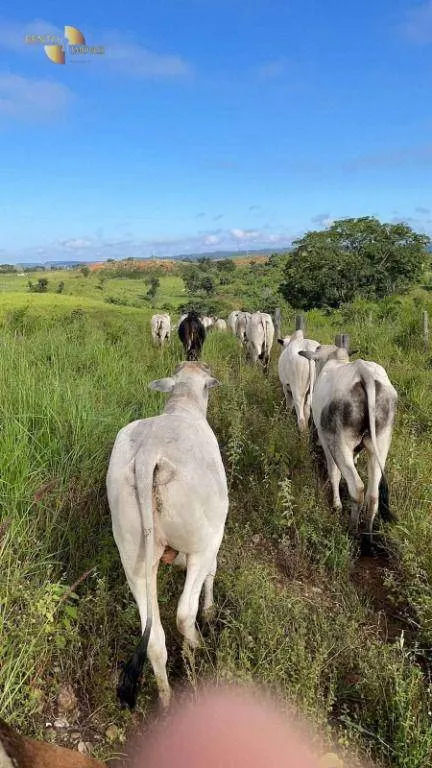 Fazenda à venda de 1.160 ha em Primavera do Leste, MT, Brasil