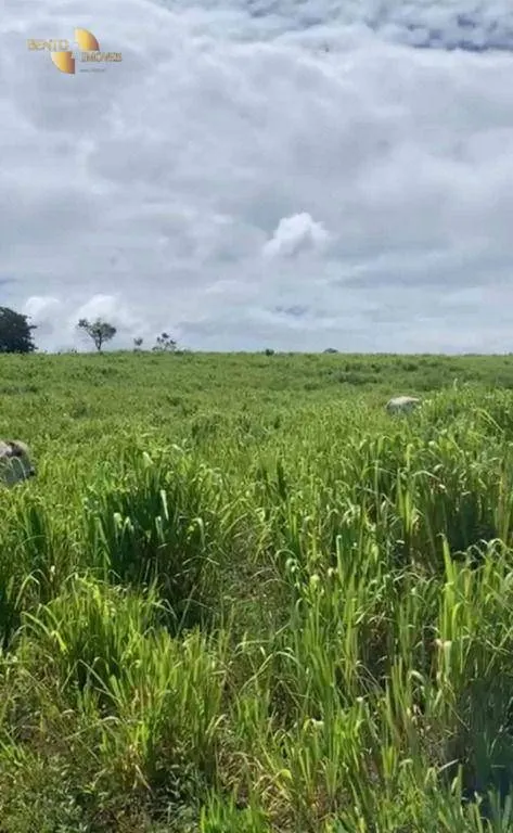 Fazenda à venda de 1.160 ha em Primavera do Leste, MT, Brasil
