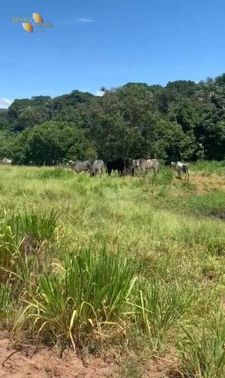 Fazenda à venda de 1.160 ha em Primavera do Leste, MT, Brasil