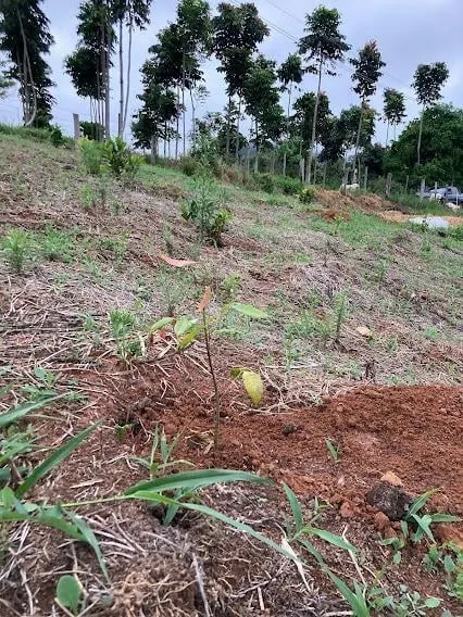 Chácara à venda de 2 ha em Natividade da Serra, SP, Brasil