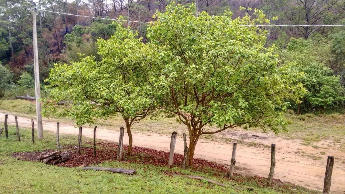 Sítio à venda de 29 ha em Sorocaba, SP, Brasil