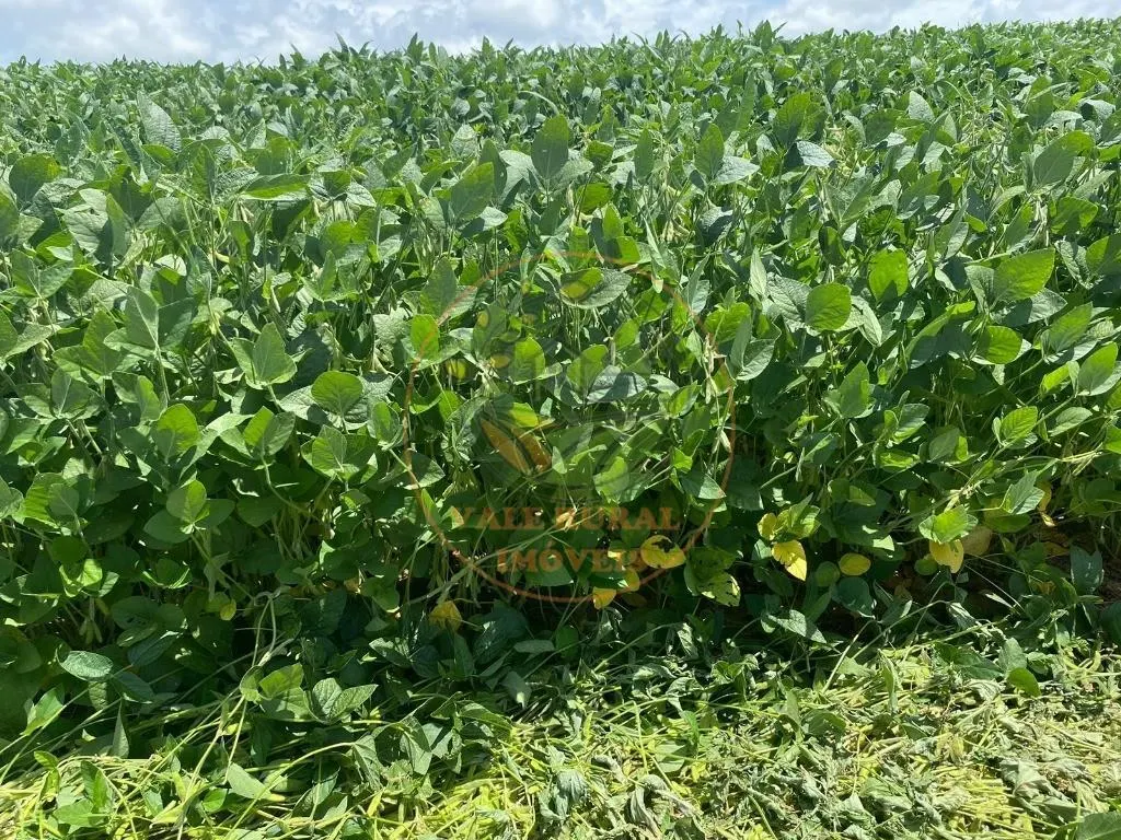 Fazenda à venda de 140 ha em Itapetininga, SP, Brasil