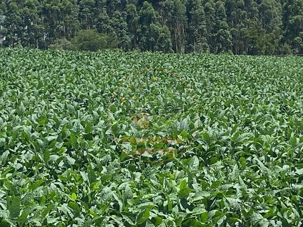 Fazenda à venda de 140 ha em Itapetininga, SP, Brasil