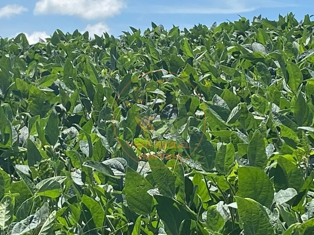 Fazenda à venda de 140 ha em Itapetininga, SP, Brasil
