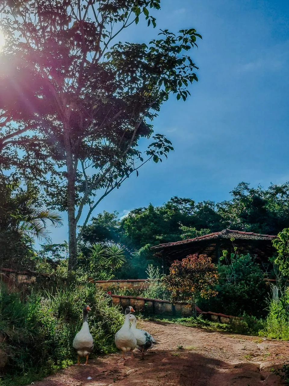 Sítio à venda de 9 ha em Soledade de Minas, MG, Brasil