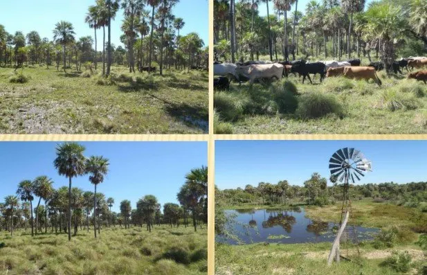 Fazenda à venda de 13.000 ha em Villa Hayes, Paraguai