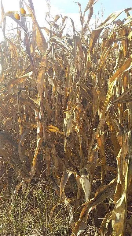 Farm for sale of 7,957 acres in Paranatinga, MT, Brazil