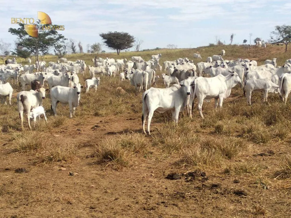 Fazenda à venda de 411 ha em Nobres, MT, Brasil