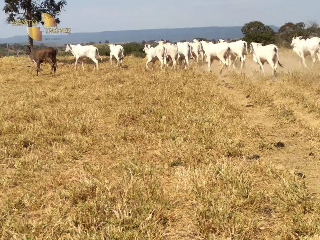 Fazenda à venda de 411 ha em Nobres, MT, Brasil