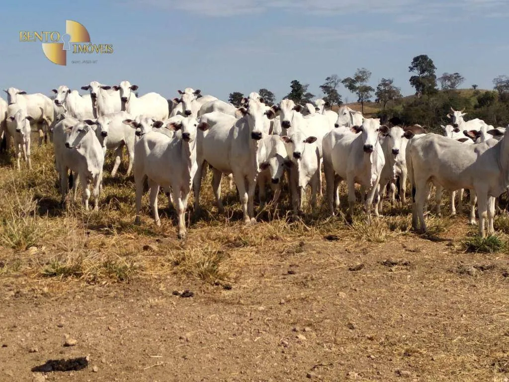 Fazenda à venda de 411 ha em Nobres, MT, Brasil