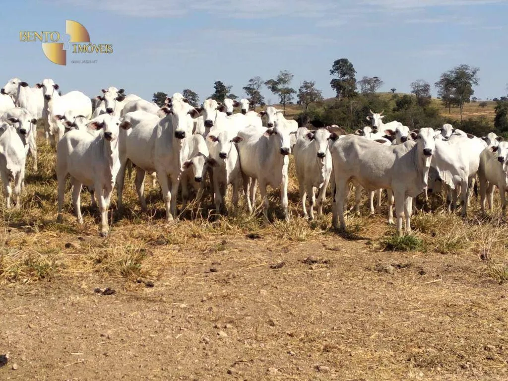 Fazenda à venda de 411 ha em Nobres, MT, Brasil