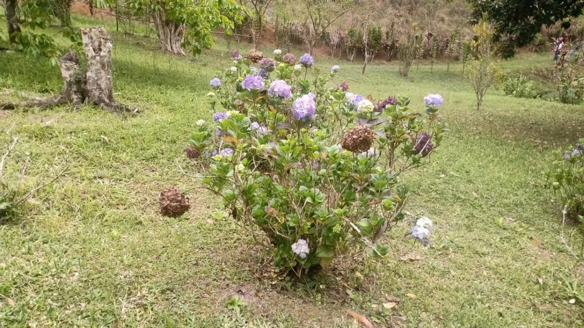 Sítio à venda de 7 ha em Natividade da Serra, SP, Brasil