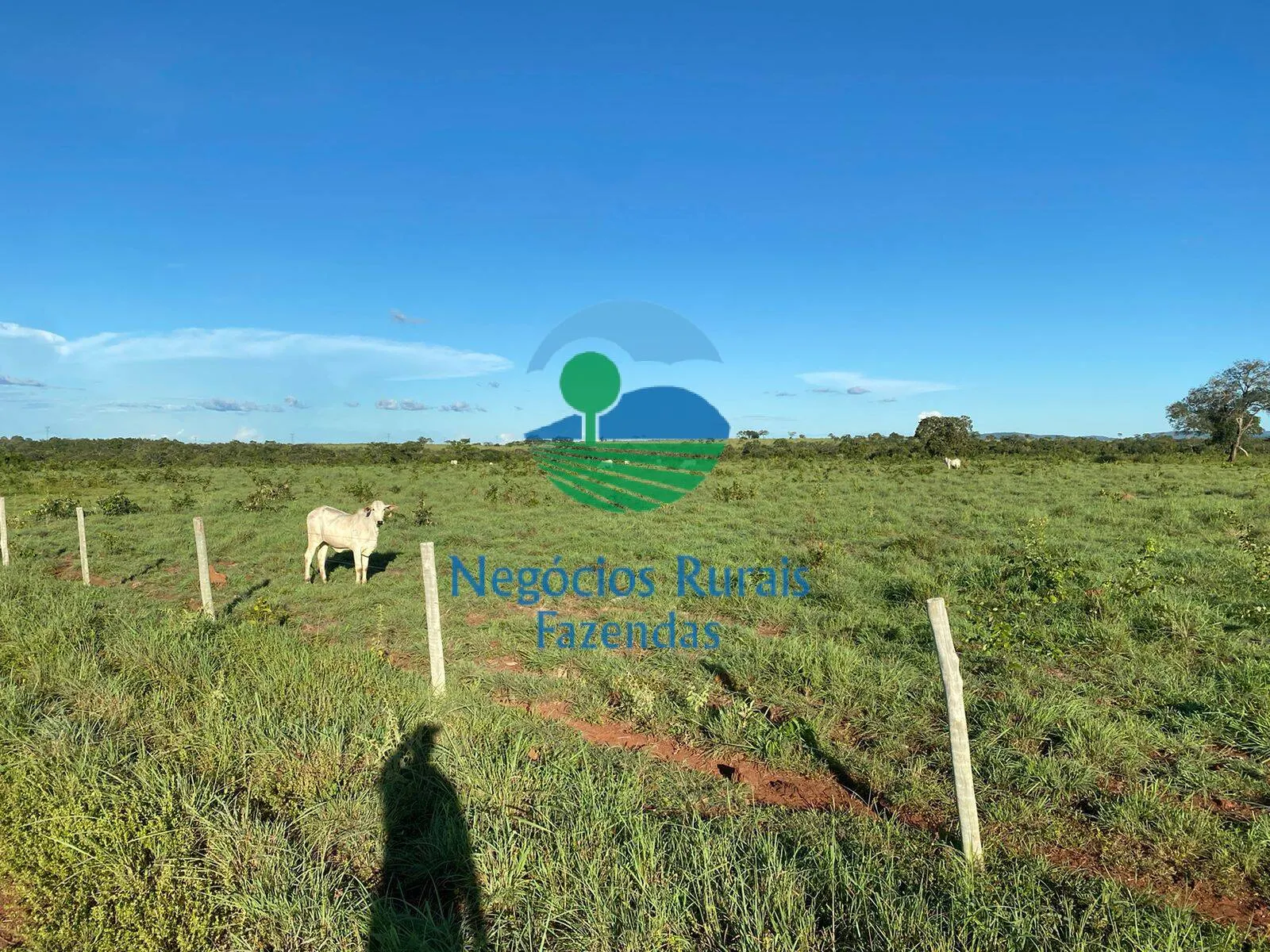 Fazenda à venda de 1.342 ha em São Valério da Natividade, TO, Brasil