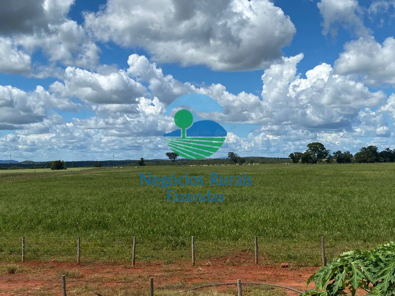 Fazenda à venda de 1.342 ha em São Valério da Natividade, TO, Brasil