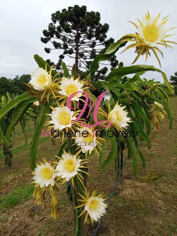 Country home for sale of 6 acres in São Miguel Arcanjo, SP, Brazil